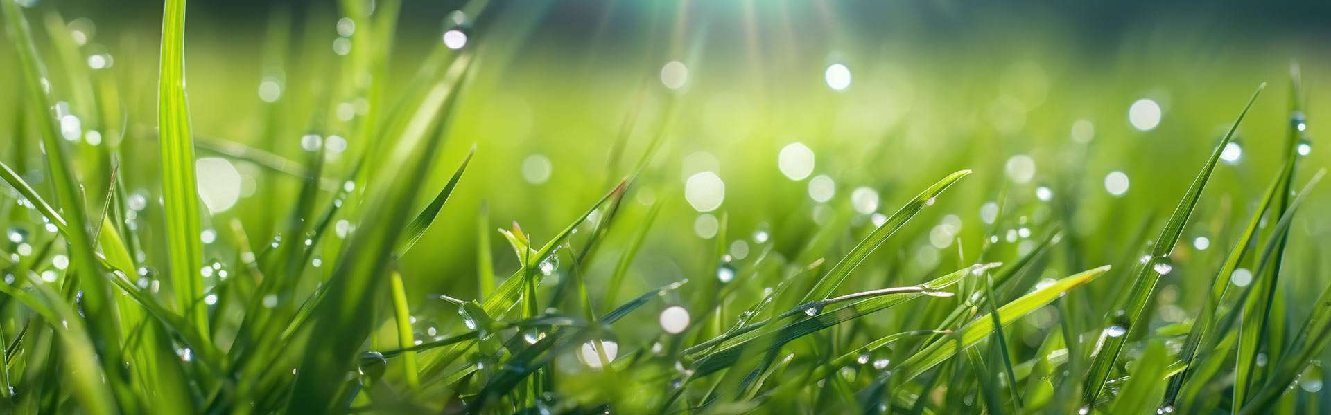fresh-grass-with-dew-drops-ai-generated-image